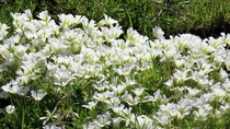 Table Mountain Meadowfoam Limnanthes douglasii ssp nivea Butte County California  OC