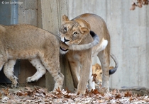 Tail Biter Lioness Panthera leo 