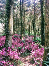 Taiwanese Forest 