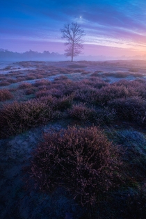 Taken about an hour after sunset the atmosphere turned really magical with subtle colours and a slight layer of fog at the heather fields in Hilversum the Netherlands x