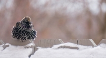 Taken from my front patio just a few moments ago in Pataskala Ohio - Common Starling Sturnus vulgaris 