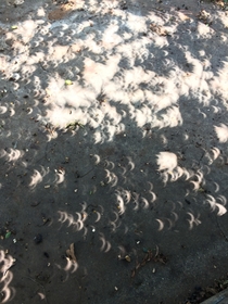 Taken in  during the eclipse I never knew that the shadows themselves would take on a scalloping effect as a result