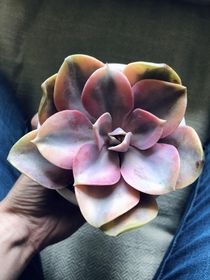 Taking my chances with this Echeveria Rainbow after killing a succulent a few years ago 