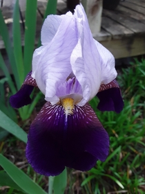 Tall Bearded Iris Lilac Wine 
