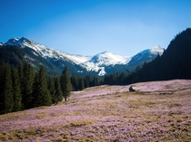 Tatra Mountains in Poland and field full of crocuses 