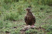 Tawny eagle Aquila rapax with kill in the rain in Serengeti NP Tanzania 