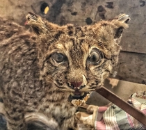 Taxiderpy in an abandoned house in mid Missouri