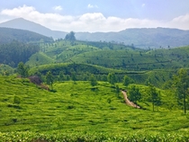 Tea Leaf Farming - Kerala India 