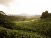 Tea Plantation in the Cameron Highlands Malaysia 