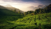 Tea Valleys South India  x  IG martinmorgenweck
