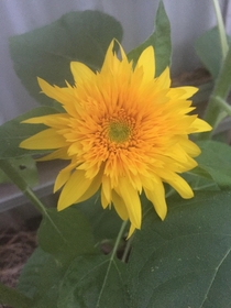 Teddybear Sunflower