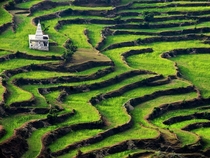 Terraced earth near Ranikhet Uttranchal India 