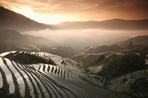Terraced Rice Fields China x