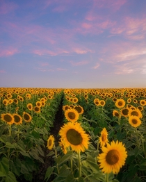 Texas Sunflowers OC 