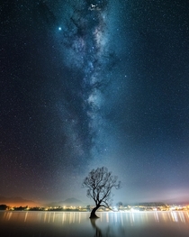 That Once Intact Wanaka Tree With Milky Way Behind - Wanaka - New Zealand - 