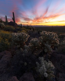 That sunset glow in Saguaro National Park Tucson AZ  IGandrewsantiago_