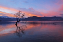 That Wanaka Tree - South Island New Zealand 