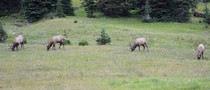 Thats Some Bullx Elk eating in Rocky Mountain National Park