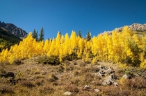 The actual color of the aspens near Aspen Colorado this time of year 