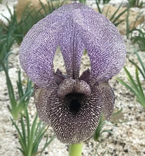 The amazing Iris susiana