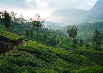 The amazing tea fields of Munnar India  OC theworldwalk