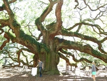 The Angel Oak - a southern Live Oak - with -foot Russian man for scale Charleston SC 