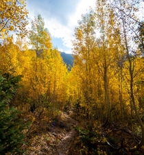 The aspens are looking amazing this time of year in Colorado 