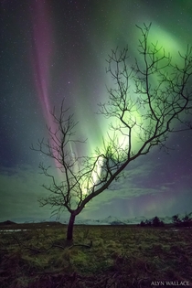 The Aurora Tree Iceland 