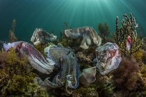 The Australian Giant Cuttlefish aggregation is truly one of natures great events Thousands of cuttlefish congregate in the shallow waters around the Spencer gulf in South Australia to mate and perpetuate the species writes photographer Scott Portelli 