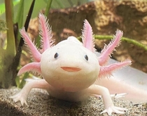 The axolotl Ambystoma mexicanum also known as the Mexican walking fish