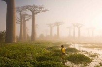 The baobab trees Madagascar 