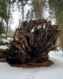 The base of a fallen giant Sequoia National Park CA USA 