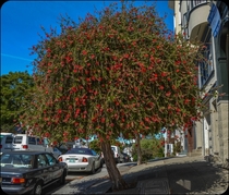 The beautifully unusual New Zealand Christmas tree found lining the streets of San Francisco 