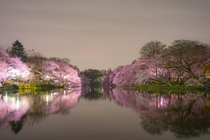 The Beauty of Sakura  Japan  OC