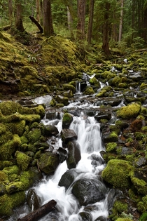 The best part about Spring in the PNW is all the creeks that come to life like this one near Sol Duc Hot Springs in Washington 