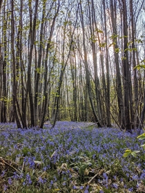 The bluebells are out in Kent UK 