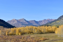 The changing fall colors in Crested Butte Colorado 