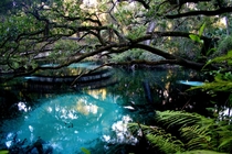 The clear blue waters of Fern Hammock Springs in the Ocala National Forest you can see the fish 
