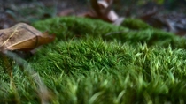 The closer you get the prettier moss is 