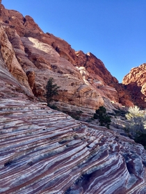 The colours of Calico Basin Red Rock Canyon Las Vegas NV 