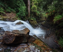 The cool temperate rainforests of Tasmania 