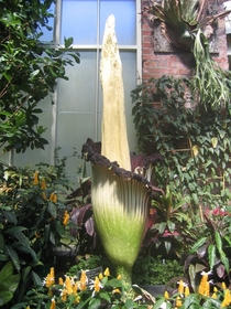 The Corpse Flower about  hours after it had opened smells like rotting meat 