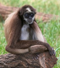 The critically endangered brown spider monkey Ateles hybridus 