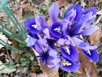 The crocus are blooming much earlier than last year 