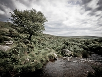 The delightful Dartmoor 