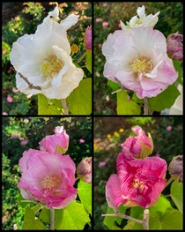 The Dixie Rose Mallow blooms start out white then turned more pink each day