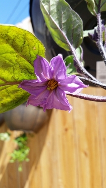 The eggplant flower in its spring glory 
