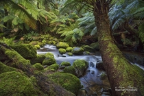 The enchanted forest on the walk to St Columba Falls in northeastern Tasmania Australia 