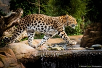 The endangered Amur Leopard Panthera pardus orientalis  Photo by Michael Turner
