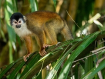 The endangered Central American Squirrel Monkey Saimiri oerstedii found only in small sections of Costa Rica and Panama along the Pacific Coast 